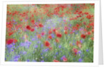 Field of Red Poppies and Bachelor Buttons by Anonymous