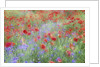 Field of Red Poppies and Bachelor Buttons by Anonymous