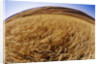 Barley at Harvest Time near Dusty, Eastern Washington. by Anonymous