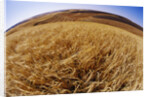 Barley at Harvest Time near Dusty, Eastern Washington. by Anonymous