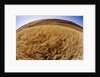 Barley at Harvest Time near Dusty, Eastern Washington. by Anonymous
