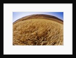 Barley at Harvest Time near Dusty, Eastern Washington. by Anonymous