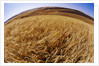 Barley at Harvest Time near Dusty, Eastern Washington. by Anonymous