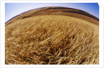 Barley at Harvest Time near Dusty, Eastern Washington. by Anonymous