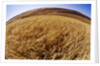 Barley at Harvest Time near Dusty, Eastern Washington. by Anonymous