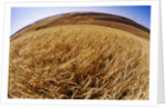Barley at Harvest Time near Dusty, Eastern Washington. by Anonymous