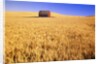 Old Barn in Wheat Field, Eastern Washington by Anonymous