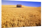 Old Barn in Wheat Field, Eastern Washington by Anonymous