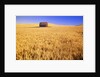 Old Barn in Wheat Field, Eastern Washington by Anonymous