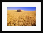 Old Barn in Wheat Field, Eastern Washington by Anonymous