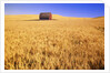 Old Barn in Wheat Field, Eastern Washington by Anonymous