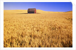 Old Barn in Wheat Field, Eastern Washington by Anonymous