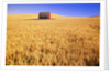 Old Barn in Wheat Field, Eastern Washington by Anonymous