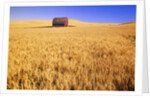 Old Barn in Wheat Field, Eastern Washington by Anonymous
