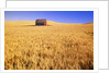 Old Barn in Wheat Field, Eastern Washington by Anonymous