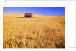 Old Barn in Wheat Field, Eastern Washington by Anonymous