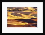 Rolling Wheat and Fallow Fields by Anonymous