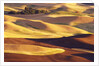Rolling Wheat and Fallow Fields by Anonymous