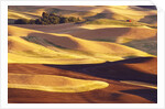Rolling Wheat and Fallow Fields by Anonymous