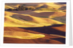 Rolling Wheat and Fallow Fields by Anonymous