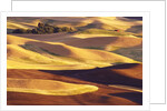Rolling Wheat and Fallow Fields by Anonymous