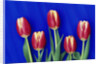 Tulips with Blue Backdrop by Anonymous