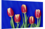 Tulips with Blue Backdrop by Anonymous