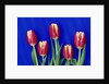 Tulips with Blue Backdrop by Anonymous