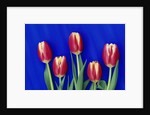 Tulips with Blue Backdrop by Anonymous