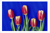 Tulips with Blue Backdrop by Anonymous