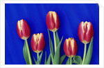 Tulips with Blue Backdrop by Anonymous