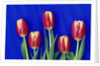 Tulips with Blue Backdrop by Anonymous