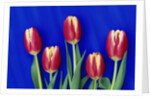 Tulips with Blue Backdrop by Anonymous