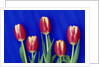 Tulips with Blue Backdrop by Anonymous