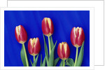 Tulips with Blue Backdrop by Anonymous