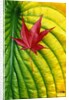 Japanese Maple Leaf on a Hosta Leaf by Anonymous