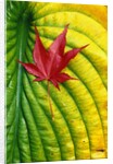 Japanese Maple Leaf on a Hosta Leaf by Anonymous