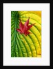 Japanese Maple Leaf on a Hosta Leaf by Anonymous