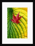 Japanese Maple Leaf on a Hosta Leaf by Anonymous