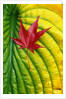 Japanese Maple Leaf on a Hosta Leaf by Anonymous
