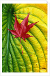 Japanese Maple Leaf on a Hosta Leaf by Anonymous