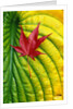 Japanese Maple Leaf on a Hosta Leaf by Anonymous