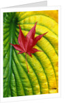Japanese Maple Leaf on a Hosta Leaf by Anonymous