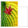 Japanese Maple Leaf on a Hosta Leaf by Anonymous