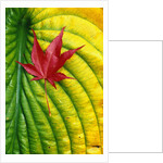 Japanese Maple Leaf on a Hosta Leaf by Anonymous