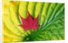 Japanese Maple Leaf on a Hosta Leaf by Anonymous