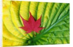 Japanese Maple Leaf on a Hosta Leaf by Anonymous