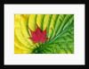 Japanese Maple Leaf on a Hosta Leaf by Anonymous