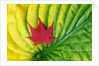 Japanese Maple Leaf on a Hosta Leaf by Anonymous