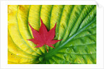 Japanese Maple Leaf on a Hosta Leaf by Anonymous